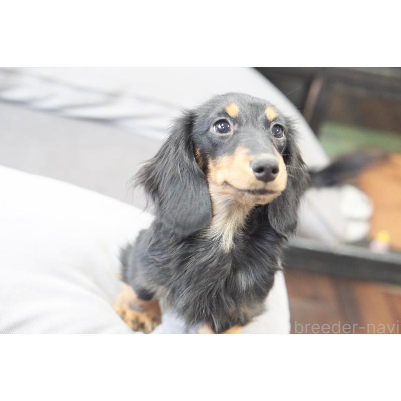 販売中の滋賀県のカニンヘンダックスフンド(ロングヘアード)-400209の4枚目