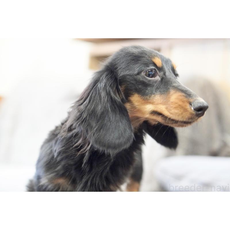 販売中の滋賀県のカニンヘンダックスフンド(ロングヘアード)-400209の3枚目