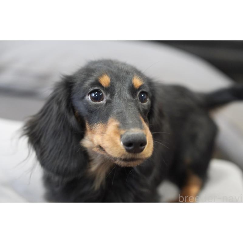 販売中の滋賀県のカニンヘンダックスフンド(ロングヘアード)-400209の2枚目