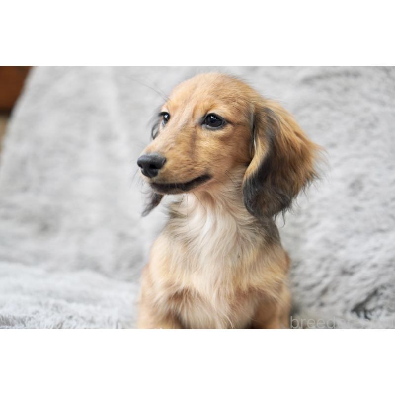 販売中の滋賀県のカニンヘンダックスフンド(ロングヘアード)-420208の17枚目