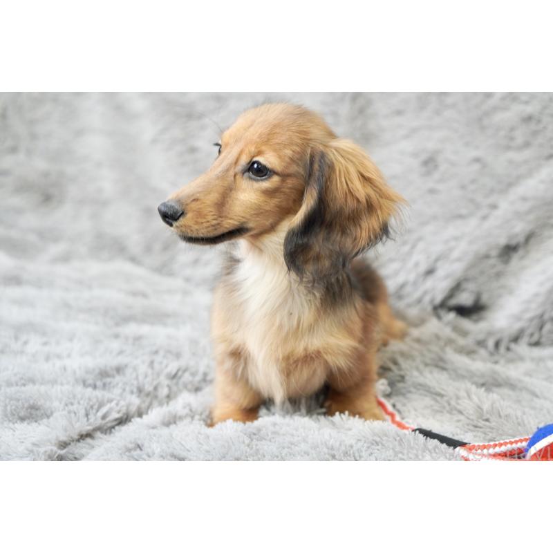 販売中の滋賀県のカニンヘンダックスフンド(ロングヘアード)-420208の16枚目