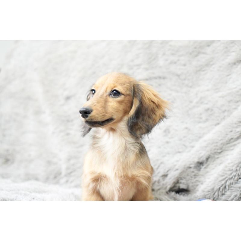 販売中の滋賀県のカニンヘンダックスフンド(ロングヘアード)-420208の14枚目