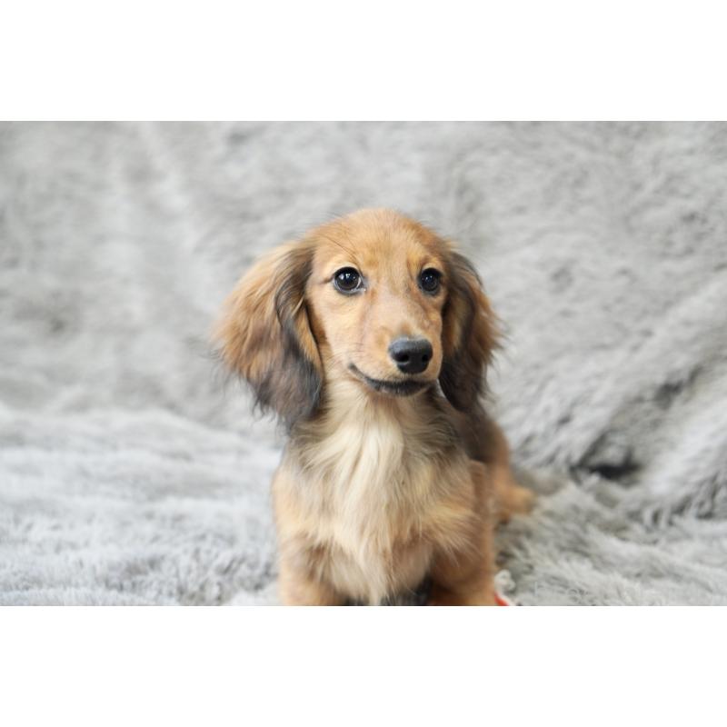 販売中の滋賀県のカニンヘンダックスフンド(ロングヘアード)-420208の13枚目