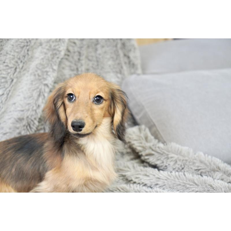 販売中の滋賀県のカニンヘンダックスフンド(ロングヘアード)-420208の11枚目