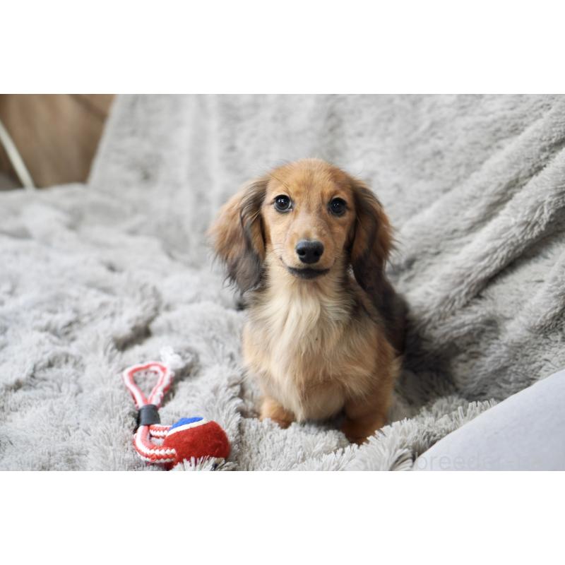 販売中の滋賀県のカニンヘンダックスフンド(ロングヘアード)-420208の10枚目