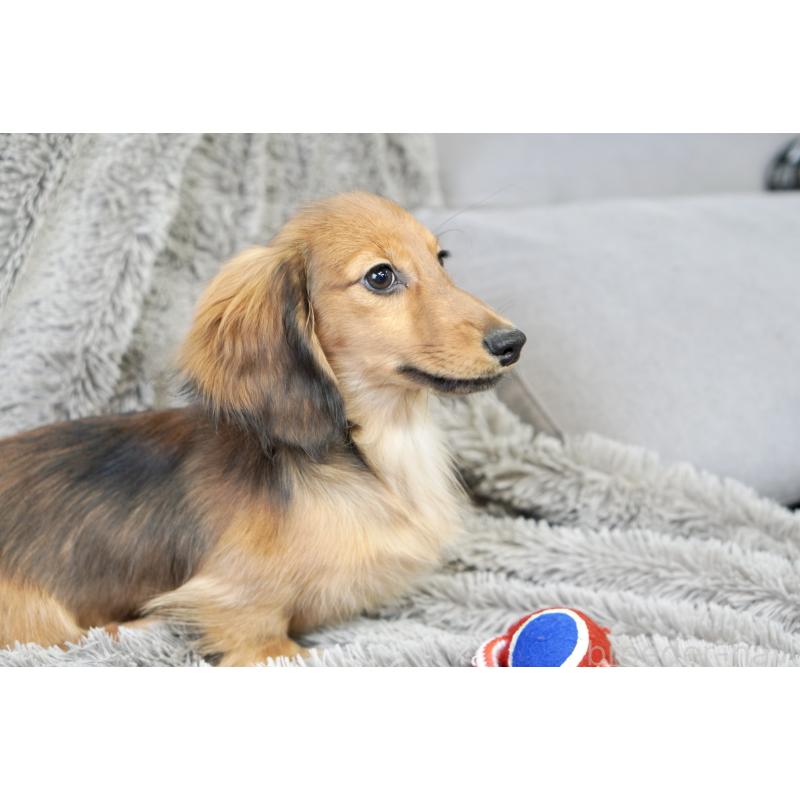 販売中の滋賀県のカニンヘンダックスフンド(ロングヘアード)-420208の9枚目