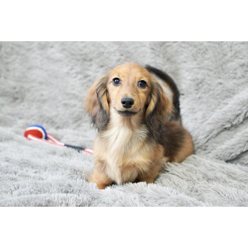 販売中の滋賀県のカニンヘンダックスフンド(ロングヘアード)-420208の5枚目