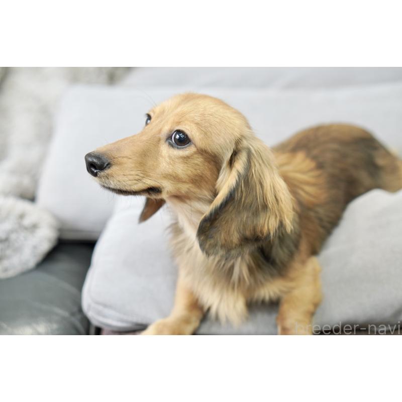 販売中の滋賀県のカニンヘンダックスフンド(ロングヘアード)-394093の10枚目