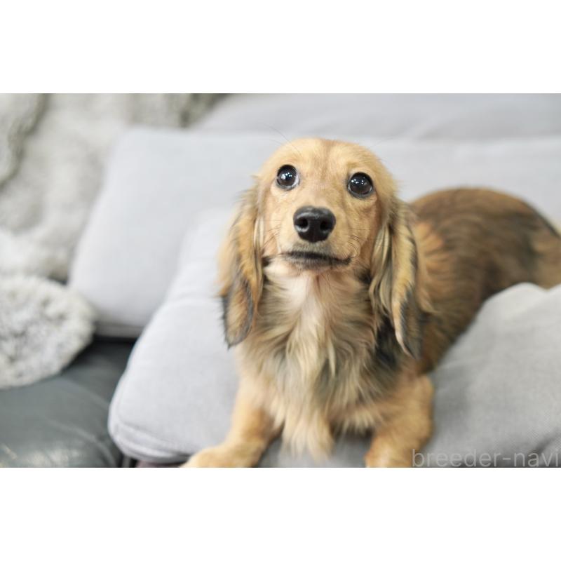 販売中の滋賀県のカニンヘンダックスフンド(ロングヘアード)-394093の9枚目