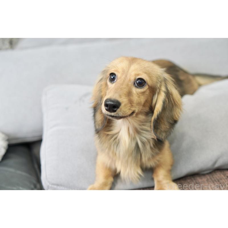 販売中の滋賀県のカニンヘンダックスフンド(ロングヘアード)-394093の8枚目