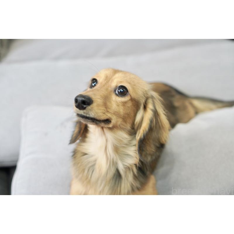 販売中の滋賀県のカニンヘンダックスフンド(ロングヘアード)-394093の6枚目