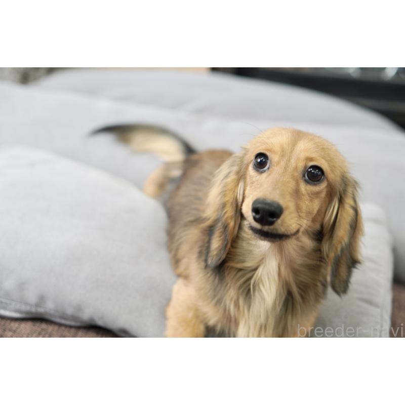 販売中の滋賀県のカニンヘンダックスフンド(ロングヘアード)-394093の4枚目