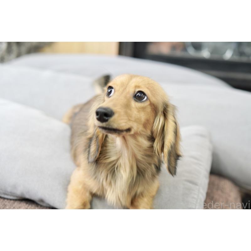 販売中の滋賀県のカニンヘンダックスフンド(ロングヘアード)-394093の3枚目