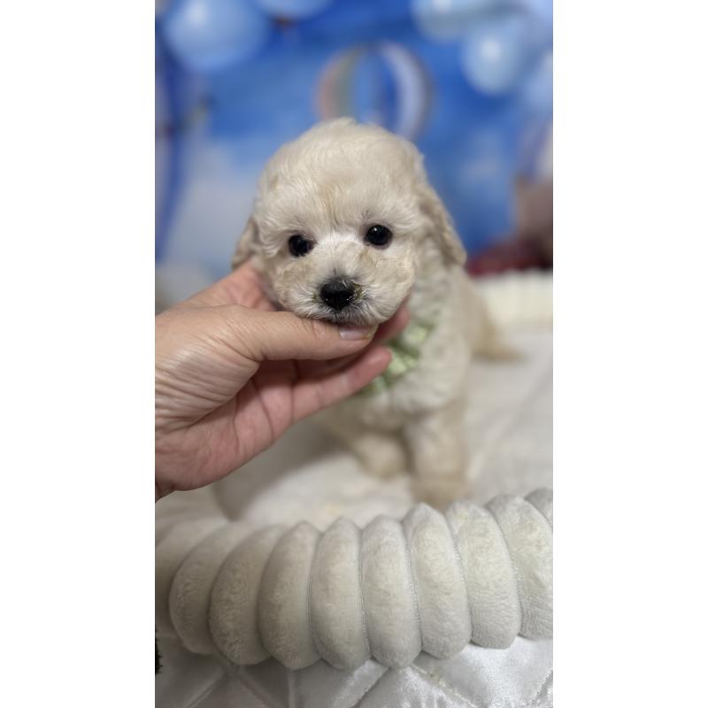 販売中の埼玉県のタイニープードル-435083の7枚目