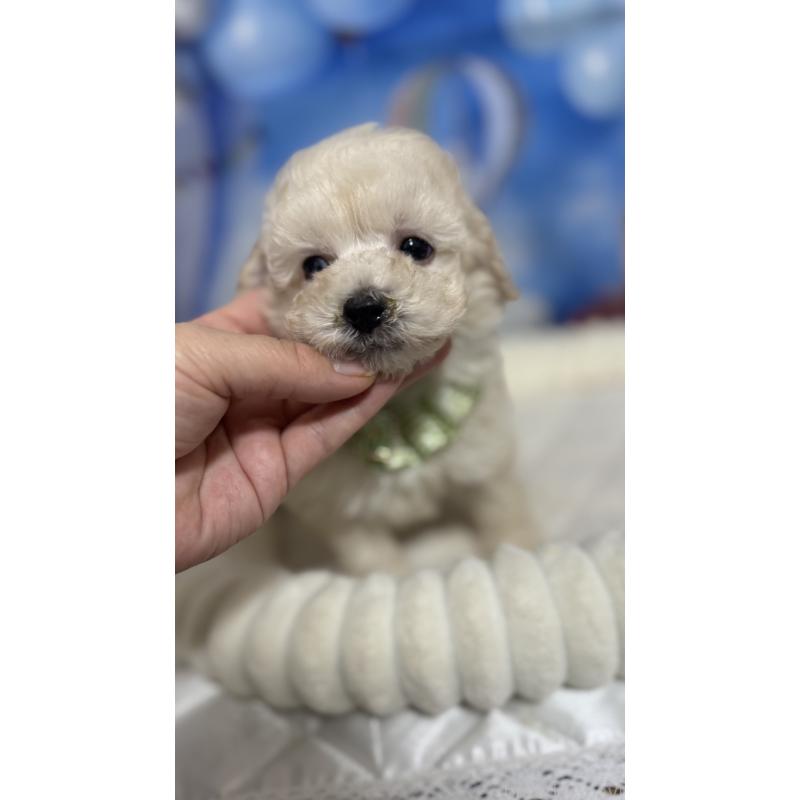 販売中の埼玉県のタイニープードル-435083の5枚目