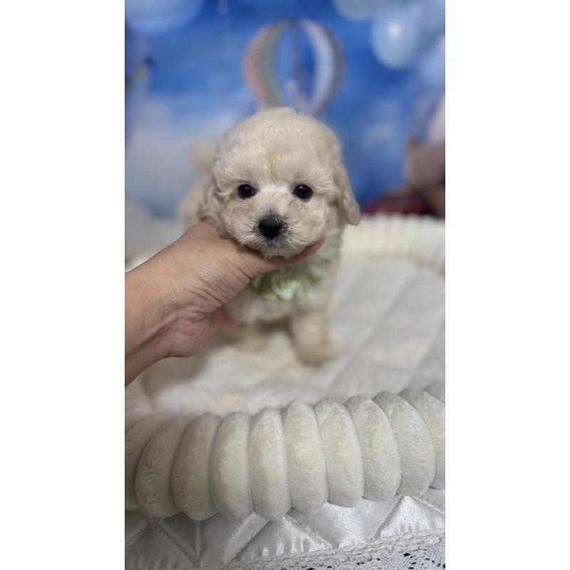 販売中の埼玉県のタイニープードル-435083の2枚目