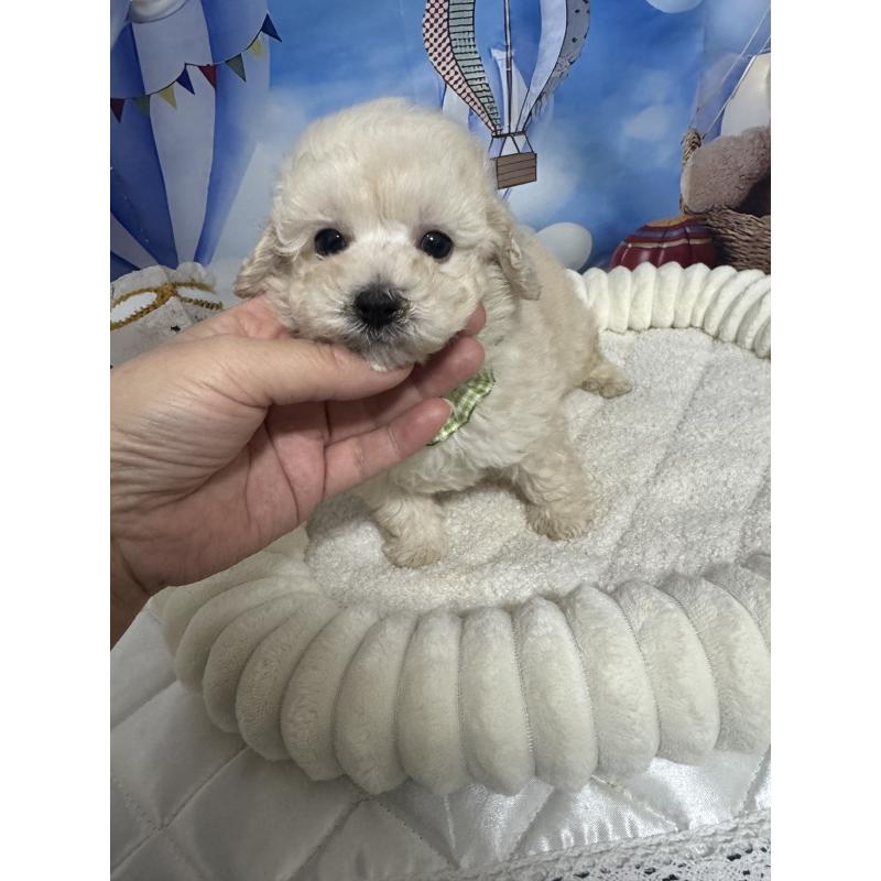 販売中の埼玉県のタイニープードル-435083の1枚目