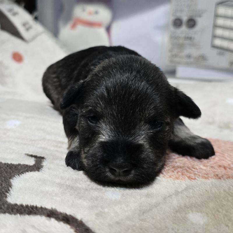 販売中の岡山県のミニチュアシュナウザー-435084の1枚目