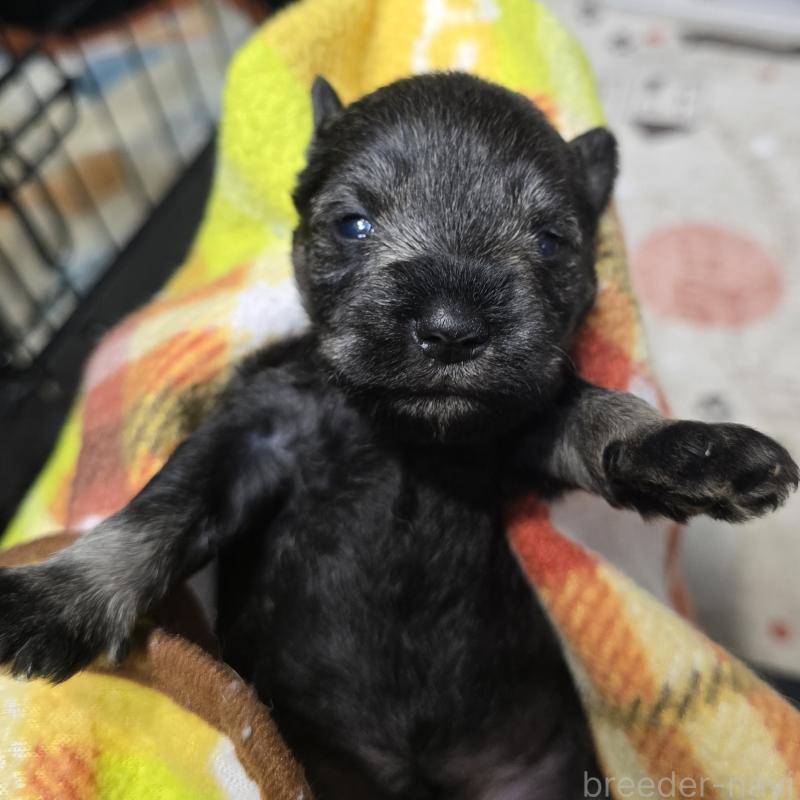 販売中の岡山県のミニチュアシュナウザー-435084の5枚目