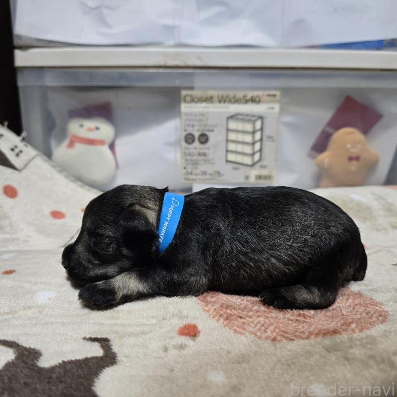 販売中の岡山県のミニチュアシュナウザー-435084の3枚目