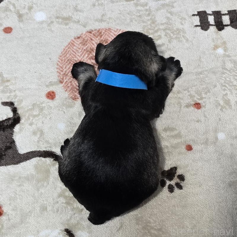 販売中の岡山県のミニチュアシュナウザー-435084の2枚目