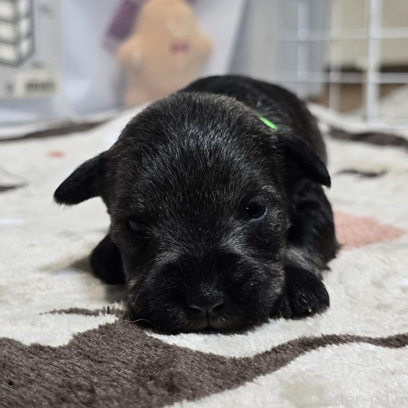 販売中の岡山県のミニチュアシュナウザー-435085