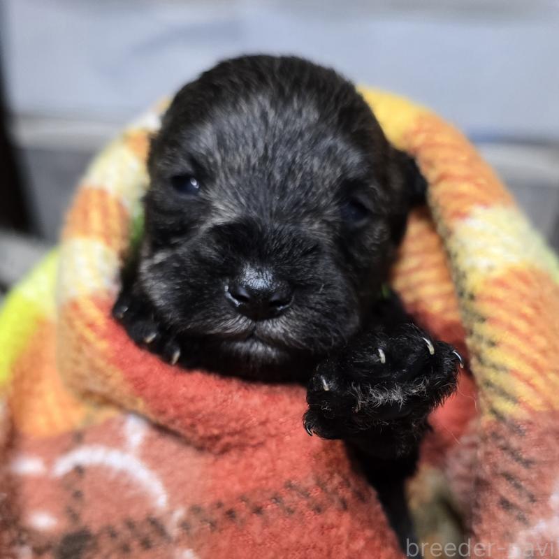 販売中の岡山県のミニチュアシュナウザー-435085の5枚目