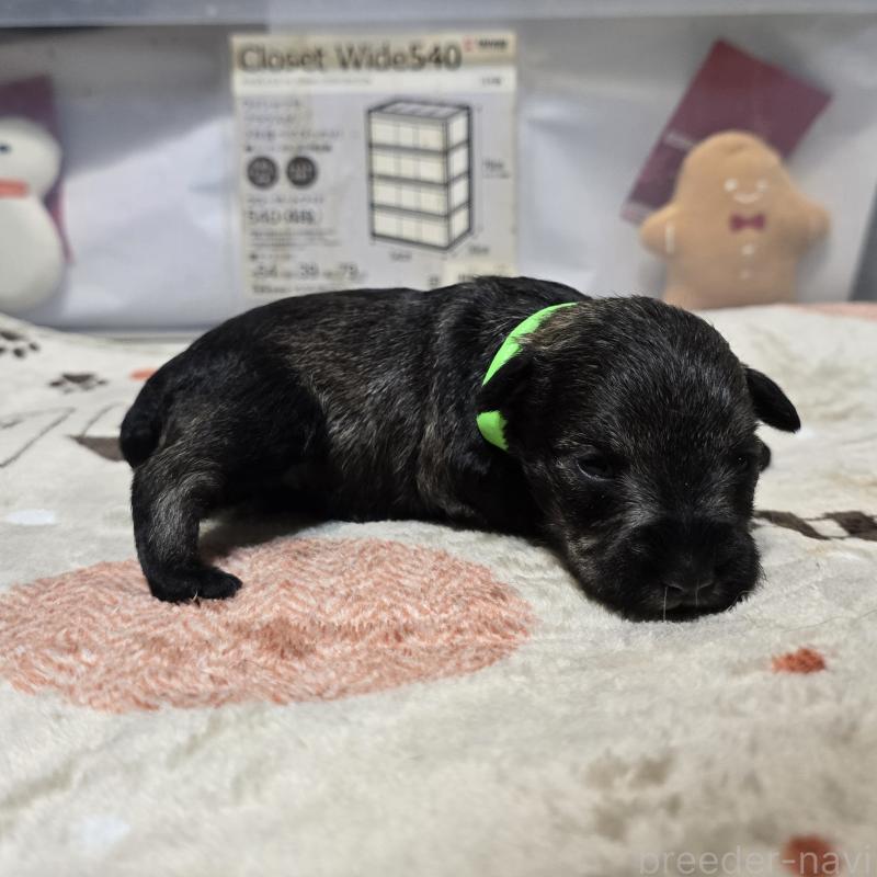 販売中の岡山県のミニチュアシュナウザー-435085の4枚目