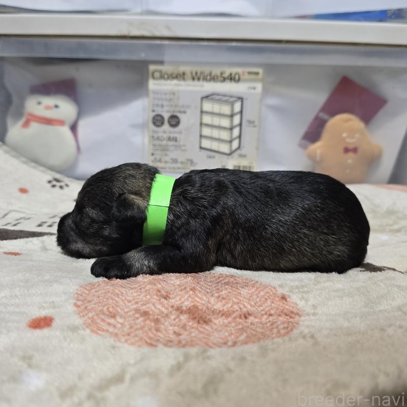 販売中の岡山県のミニチュアシュナウザー-435085の3枚目