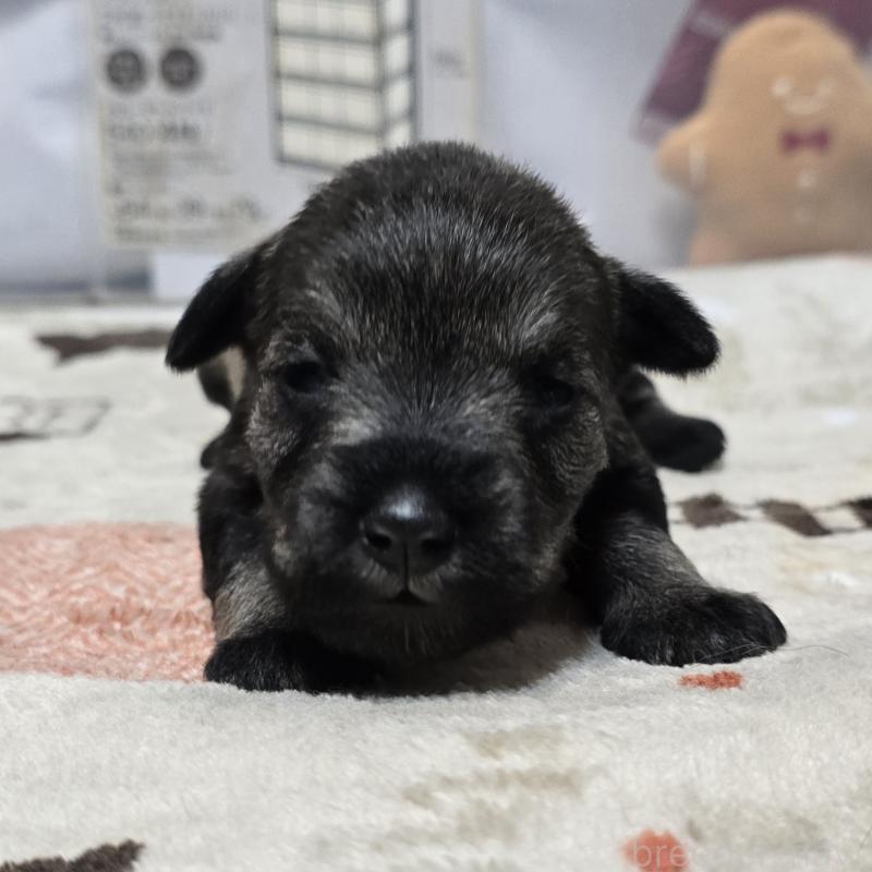 販売中の岡山県のミニチュアシュナウザー-435086