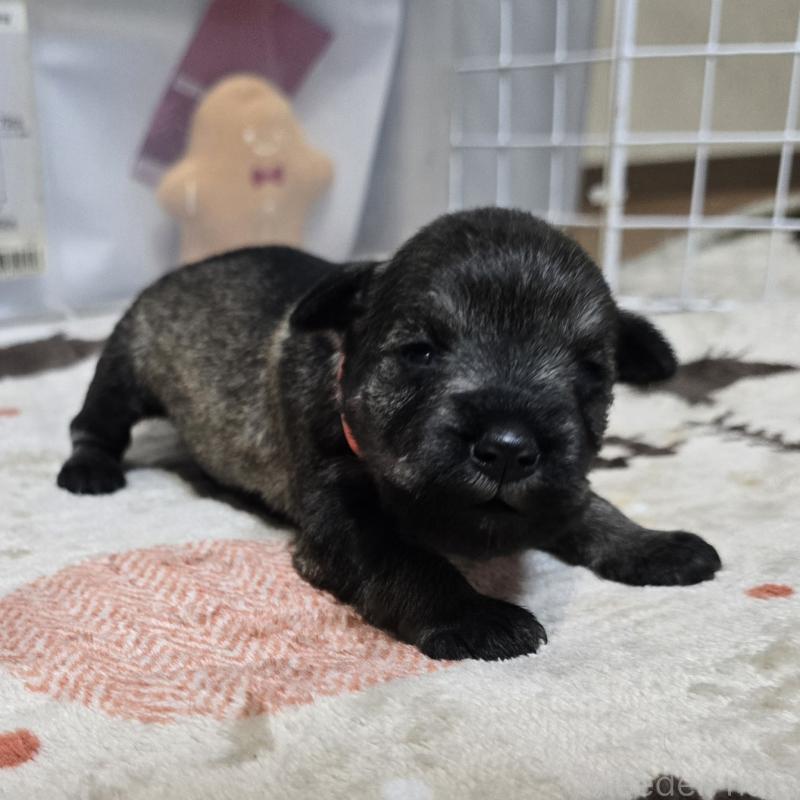 販売中の岡山県のミニチュアシュナウザー-435086の4枚目