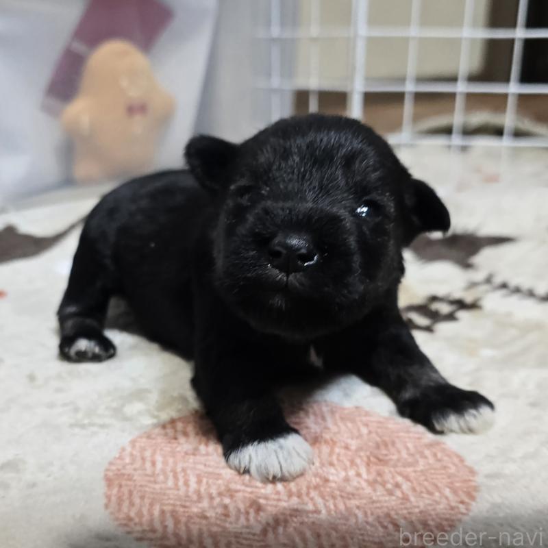 販売中の岡山県のミニチュアシュナウザー-435087の1枚目