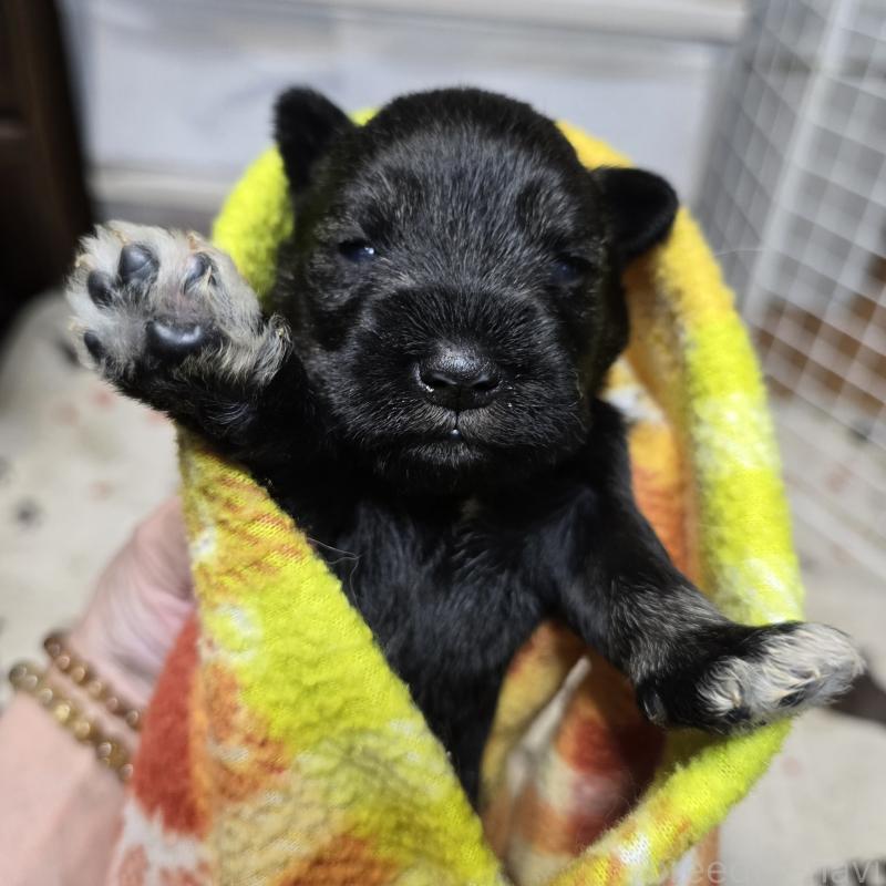 販売中の岡山県のミニチュアシュナウザー-435087の5枚目