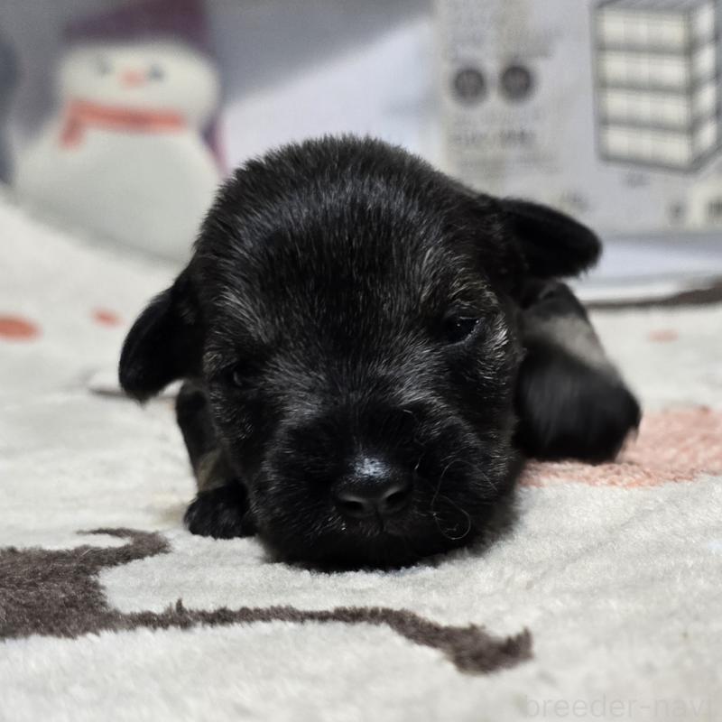 販売中の岡山県のミニチュアシュナウザー-435090