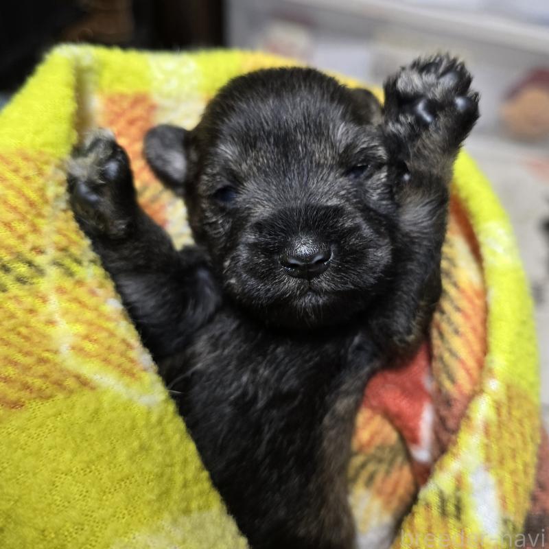 販売中の岡山県のミニチュアシュナウザー-435090の5枚目