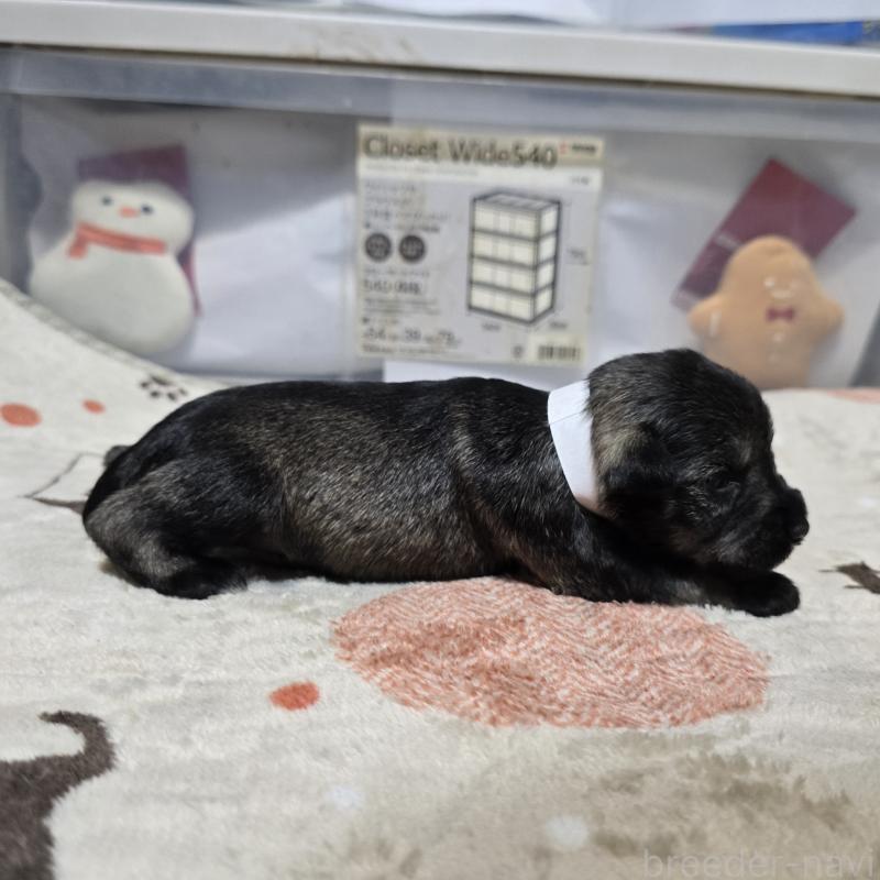 販売中の岡山県のミニチュアシュナウザー-435090の4枚目