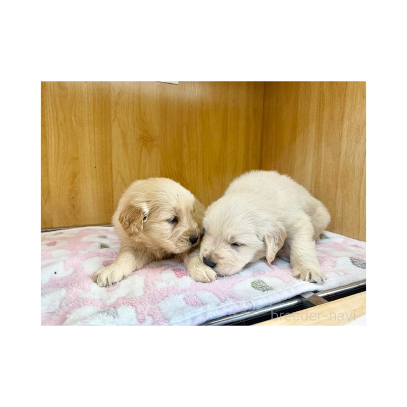 販売中の愛知県のゴールデンレトリーバー-435094の7枚目