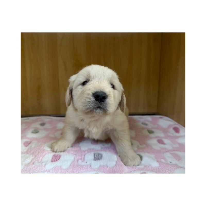 販売中の愛知県のゴールデンレトリーバー-435094の5枚目