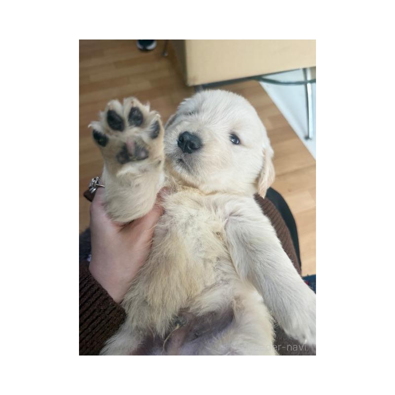 販売中の愛知県のゴールデンレトリーバー-435094の2枚目