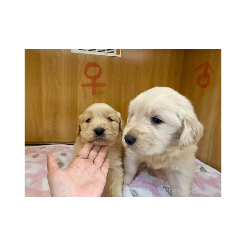 販売中の愛知県のゴールデンレトリーバー-435097