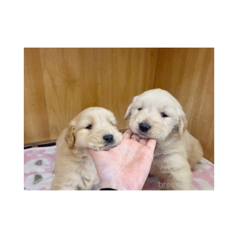 販売中の愛知県のゴールデンレトリーバー-435097の9枚目