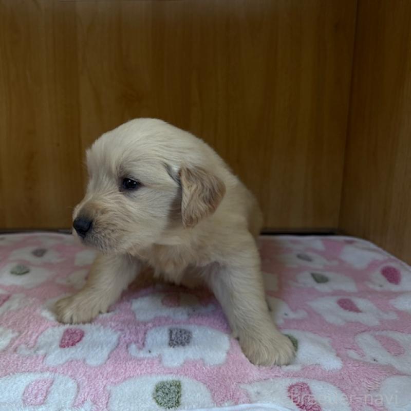 販売中の愛知県のゴールデンレトリーバー-435097の7枚目