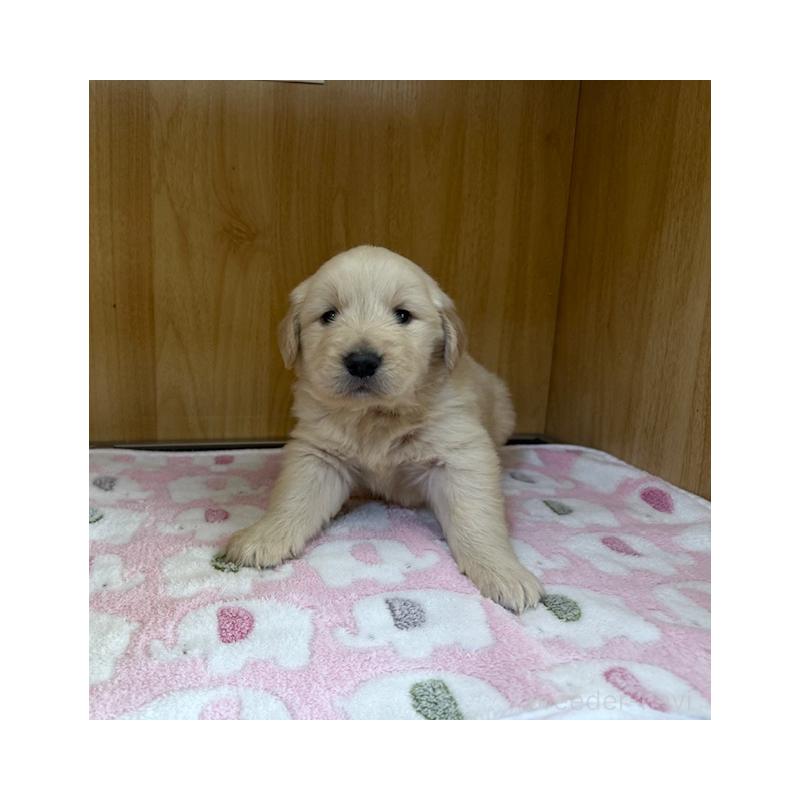 販売中の愛知県のゴールデンレトリーバー-435097の5枚目