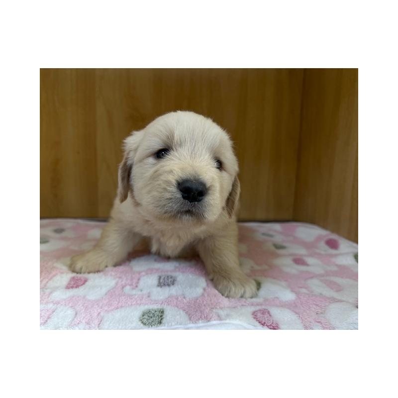 販売中の愛知県のゴールデンレトリーバー-435097の4枚目