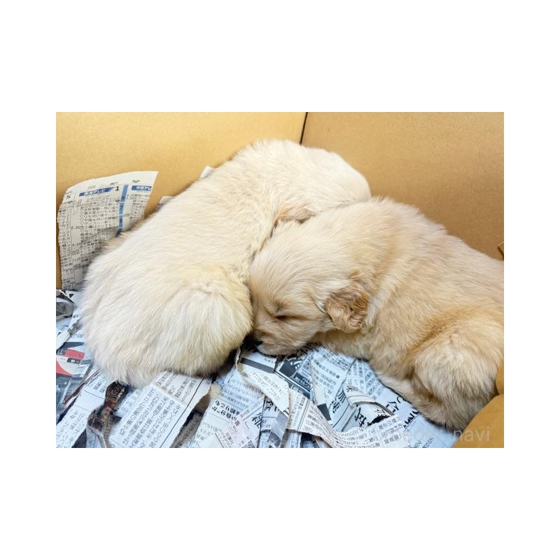 販売中の愛知県のゴールデンレトリーバー-435097の2枚目