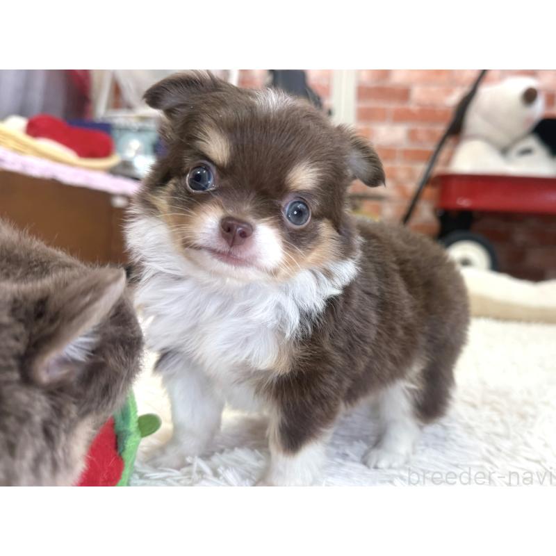 販売中の神奈川県のチワワ(ロングコート)-435104の6枚目