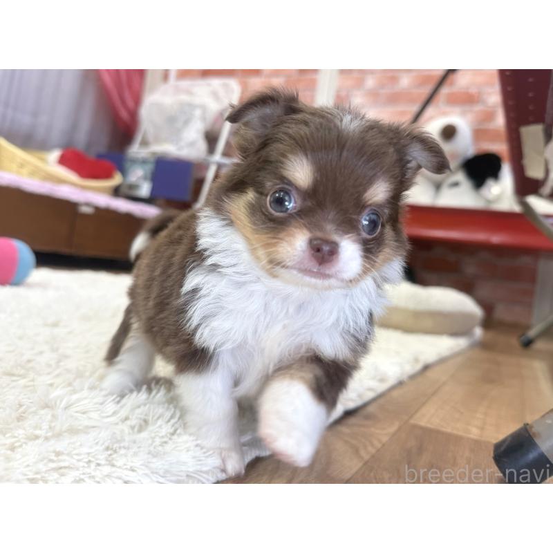 販売中の神奈川県のチワワ(ロングコート)-435104の4枚目