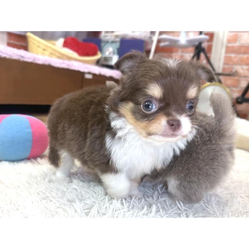 販売中の神奈川県のチワワ(ロングコート)-435104の3枚目