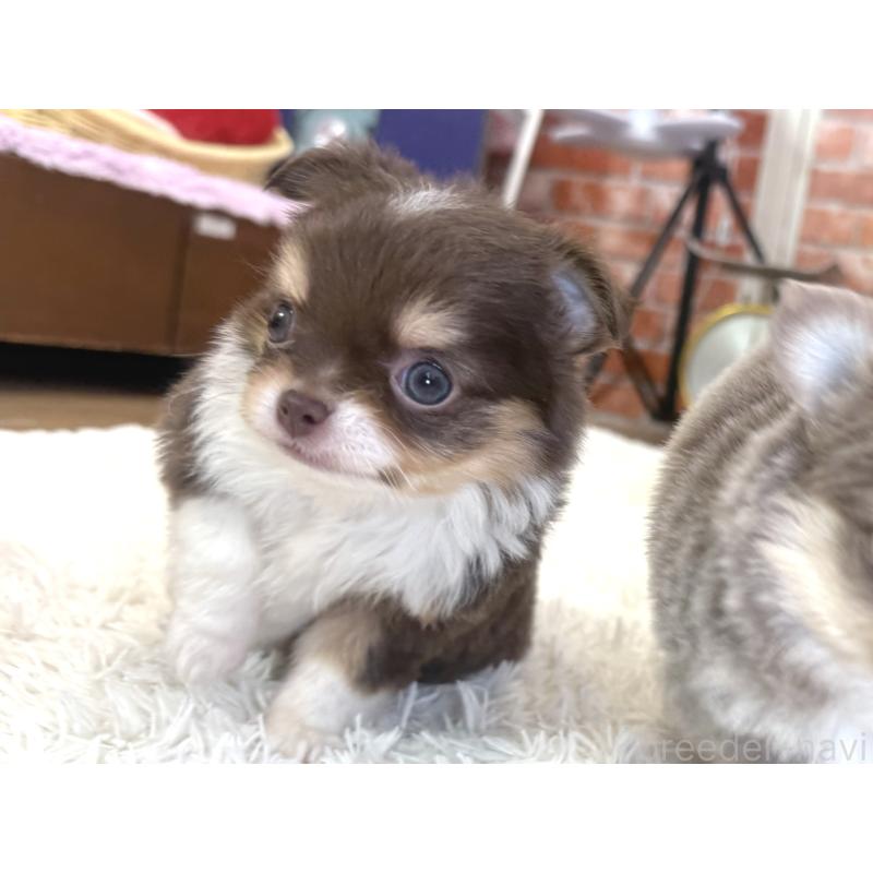 販売中の神奈川県のチワワ(ロングコート)-435104の2枚目