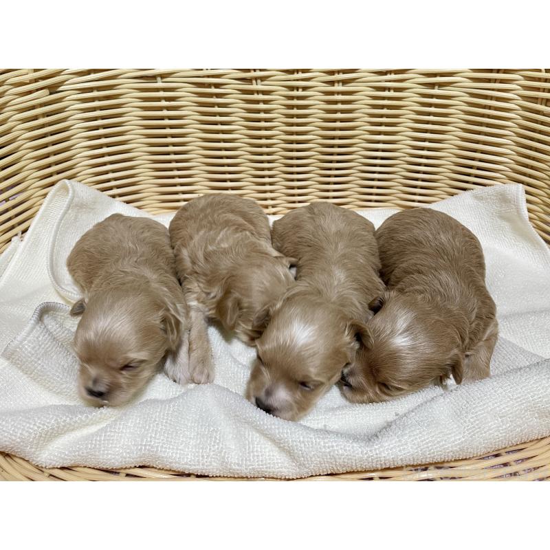 販売中の秋田県のマルプー:マルチーズ×トイプードル-435107